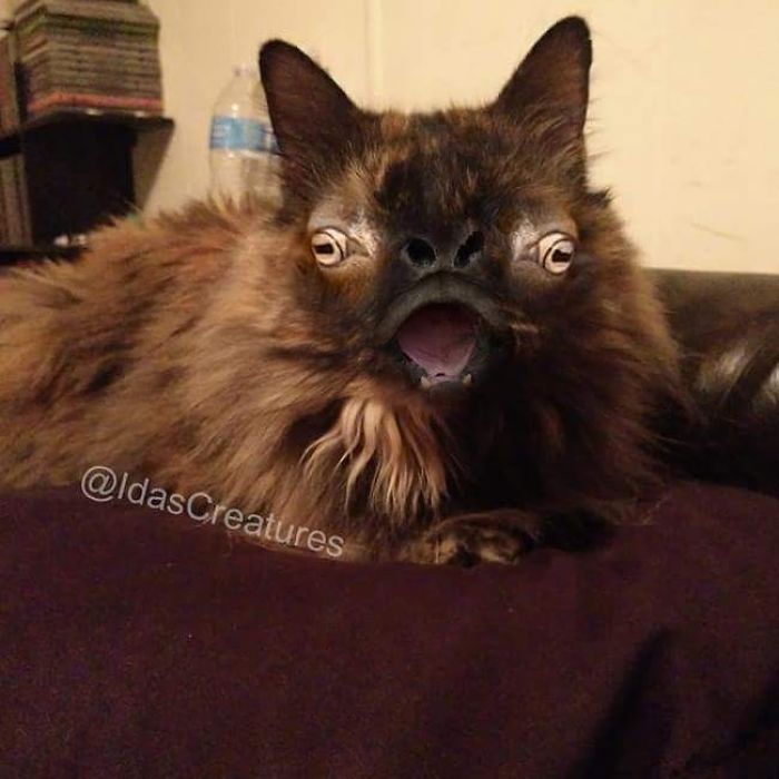 At The Request Of The Owners, Girl Turns Pets Into Monsters In Photoshop And The Result Will Give You Nightmares, Or, Make You Laugh