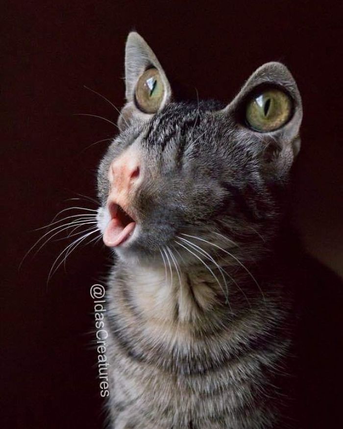 At The Request Of The Owners, Girl Turns Pets Into Monsters In Photoshop And The Result Will Give You Nightmares, Or, Make You Laugh