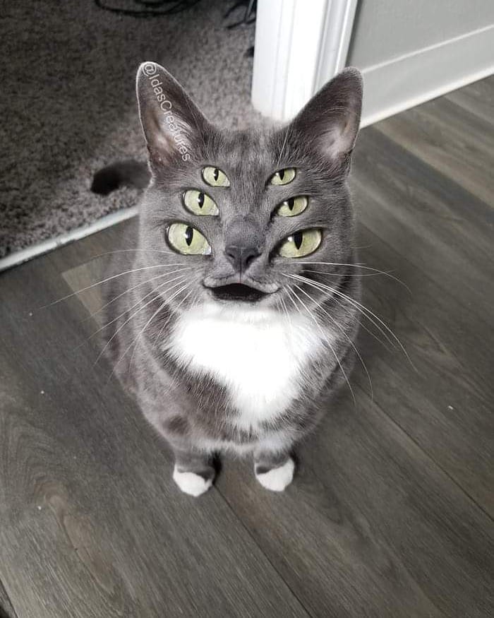 At The Request Of The Owners, Girl Turns Pets Into Monsters In Photoshop And The Result Will Give You Nightmares, Or, Make You Laugh