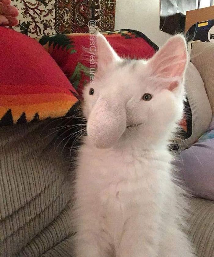 At The Request Of The Owners, Girl Turns Pets Into Monsters In Photoshop And The Result Will Give You Nightmares, Or, Make You Laugh