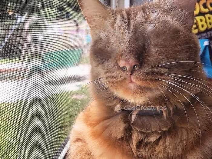 At The Request Of The Owners, Girl Turns Pets Into Monsters In Photoshop And The Result Will Give You Nightmares, Or, Make You Laugh