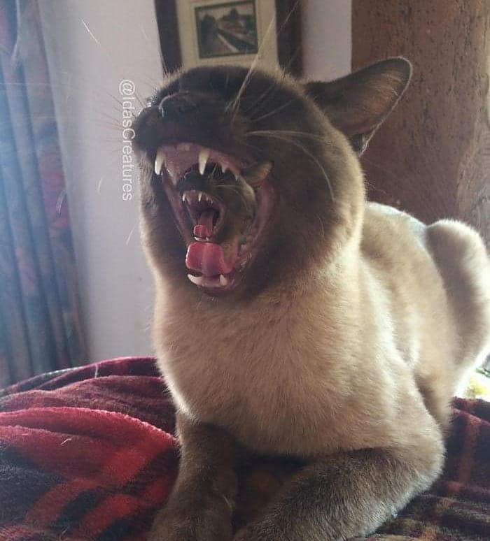 At The Request Of The Owners, Girl Turns Pets Into Monsters In Photoshop And The Result Will Give You Nightmares, Or, Make You Laugh