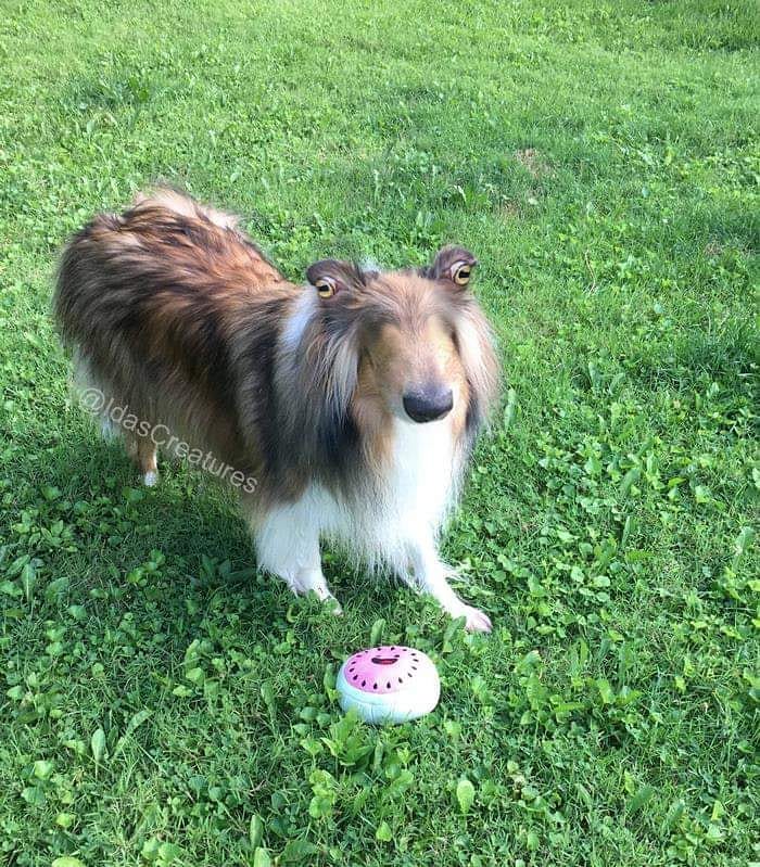 At The Request Of The Owners, Girl Turns Pets Into Monsters In Photoshop And The Result Will Give You Nightmares, Or, Make You Laugh