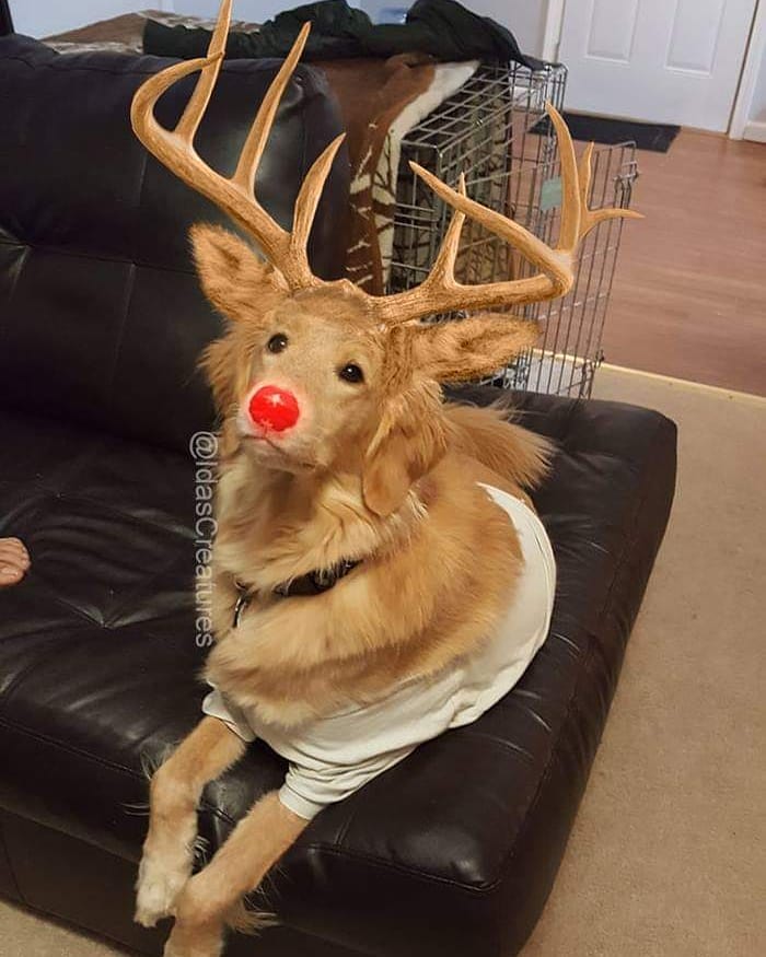 At The Request Of The Owners, Girl Turns Pets Into Monsters In Photoshop And The Result Will Give You Nightmares, Or, Make You Laugh