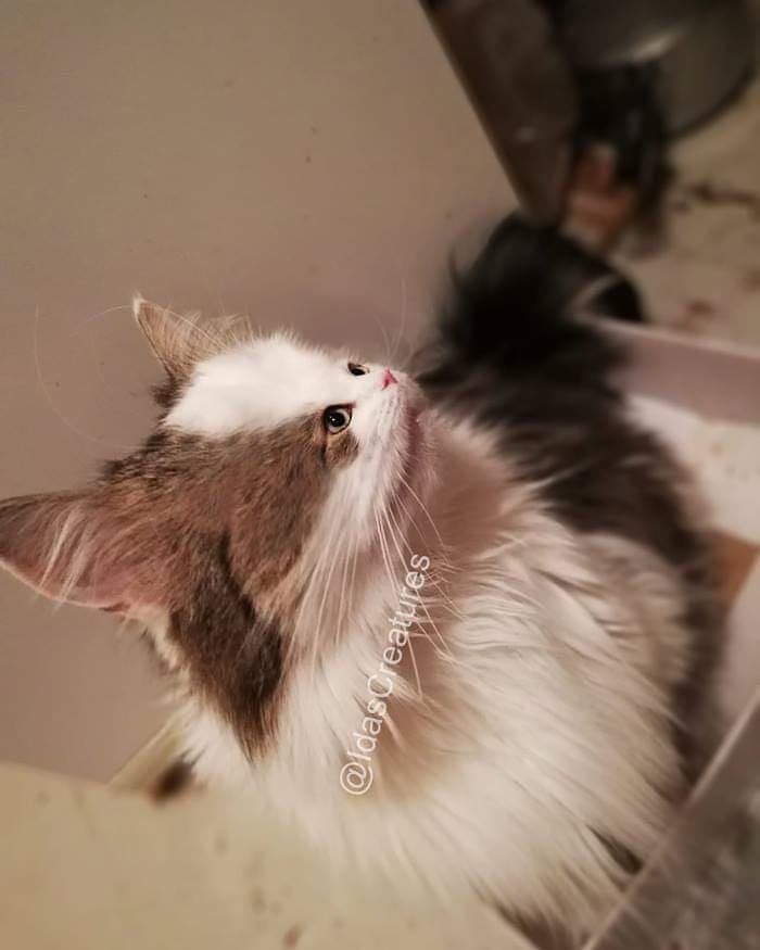 At The Request Of The Owners, Girl Turns Pets Into Monsters In Photoshop And The Result Will Give You Nightmares, Or, Make You Laugh