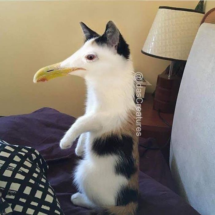 At The Request Of The Owners, Girl Turns Pets Into Monsters In Photoshop And The Result Will Give You Nightmares, Or, Make You Laugh