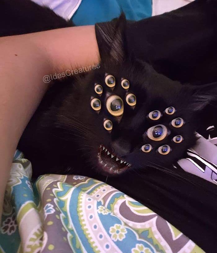 At The Request Of The Owners, Girl Turns Pets Into Monsters In Photoshop And The Result Will Give You Nightmares, Or, Make You Laugh