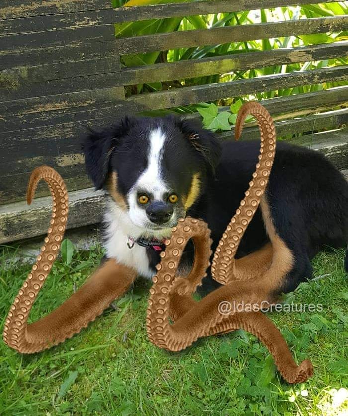 At The Request Of The Owners, Girl Turns Pets Into Monsters In Photoshop And The Result Will Give You Nightmares, Or, Make You Laugh