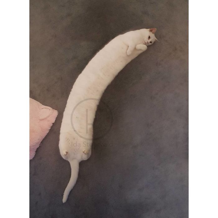 At The Request Of The Owners, Girl Turns Pets Into Monsters In Photoshop And The Result Will Give You Nightmares, Or, Make You Laugh