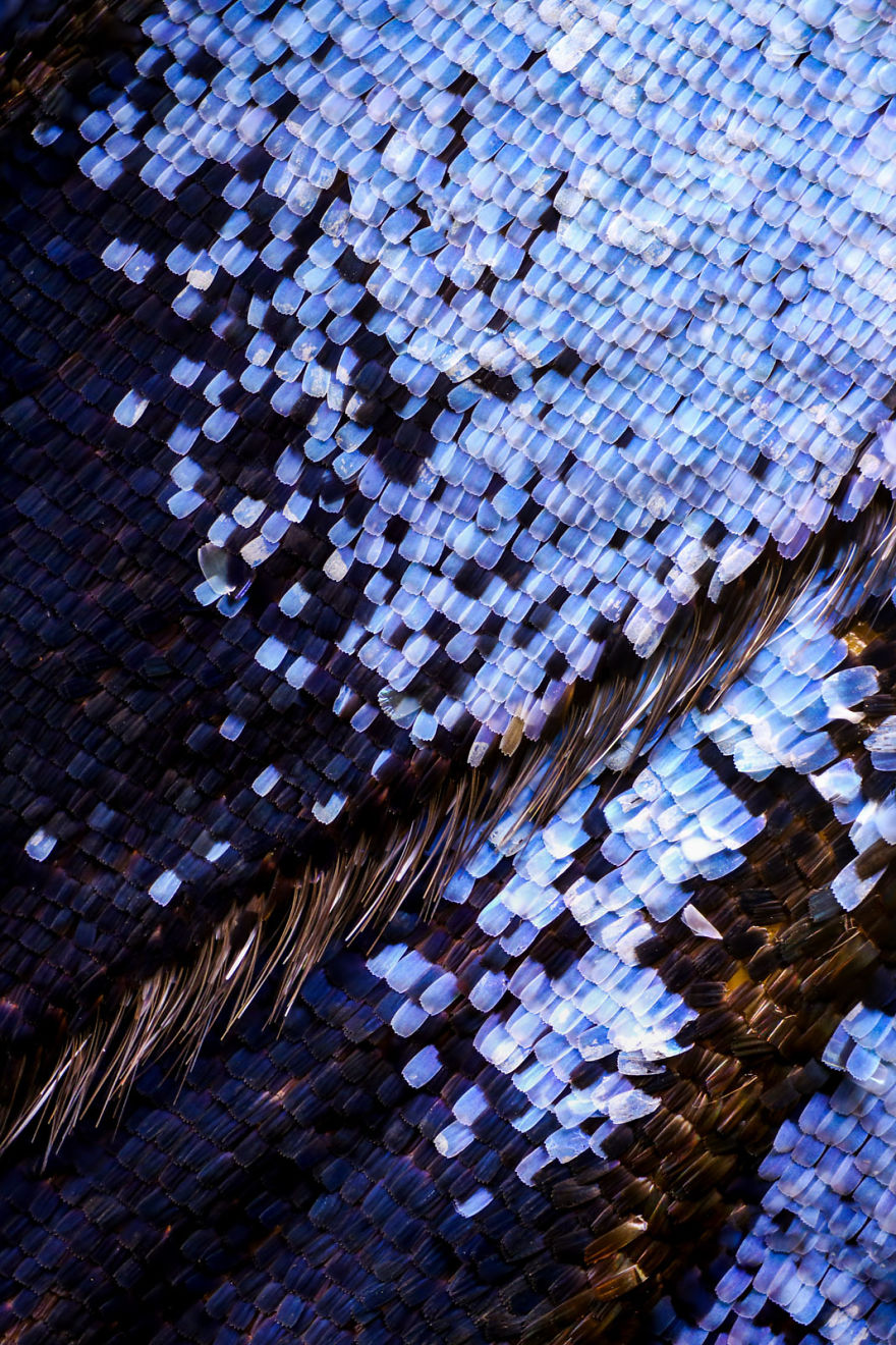 I Combine Thousands Of Photos To Create One Image Of A Butterfly Wing
