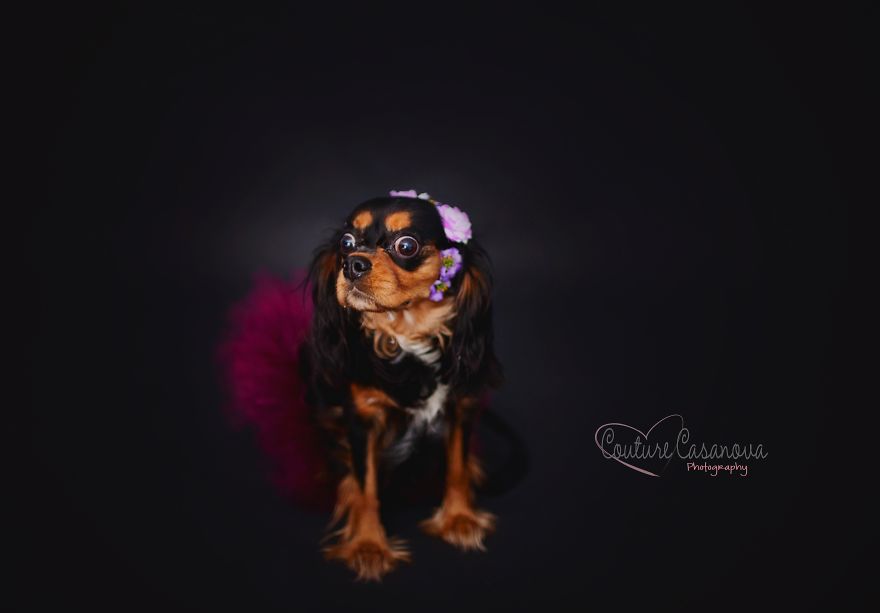 Pregnant Dog Brings Beyonce Level Maternity Photo Shoot To Life.