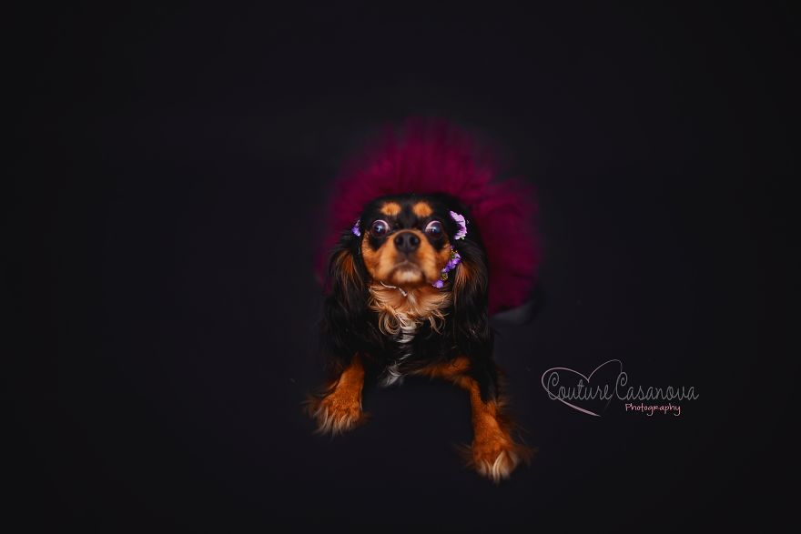 Pregnant Dog Brings Beyonce Level Maternity Photo Shoot To Life.