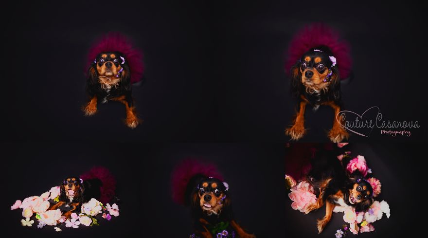 Pregnant Dog Brings Beyonce Level Maternity Photo Shoot To Life. Pregnant Dog Brings Beyonce Level Maternity Photo Shoot To Life.