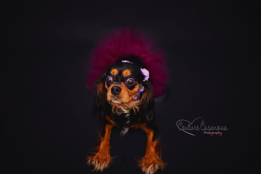 Pregnant Dog Brings Beyonce Level Maternity Photo Shoot To Life. Pregnant Dog Brings Beyonce Level Maternity Photo Shoot To Life.