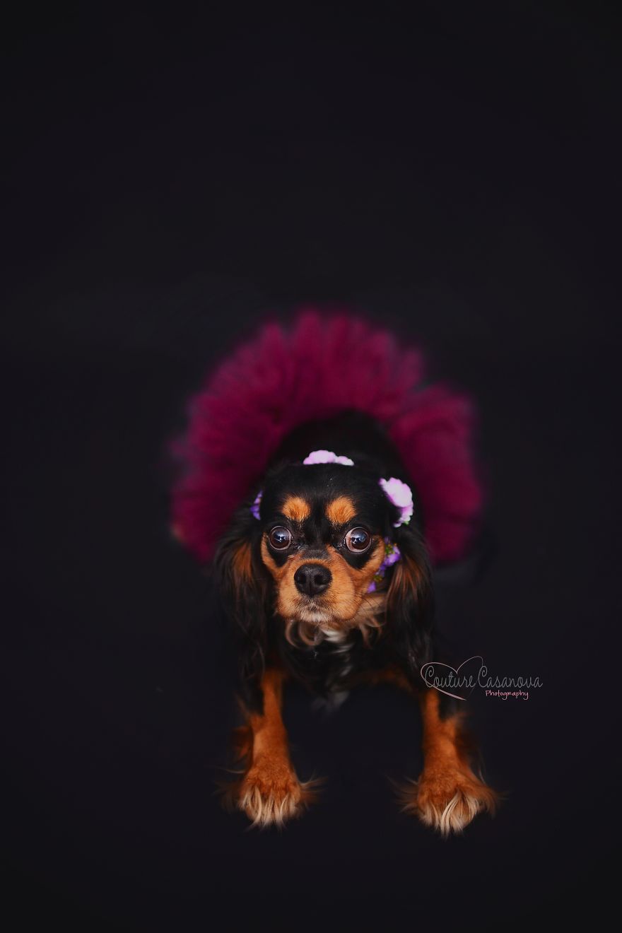 Pregnant Dog Brings Beyonce Level Maternity Photo Shoot To Life.