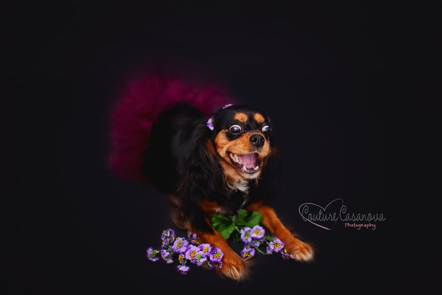 Pregnant Dog Brings Beyonce Level Maternity Photo Shoot To Life.