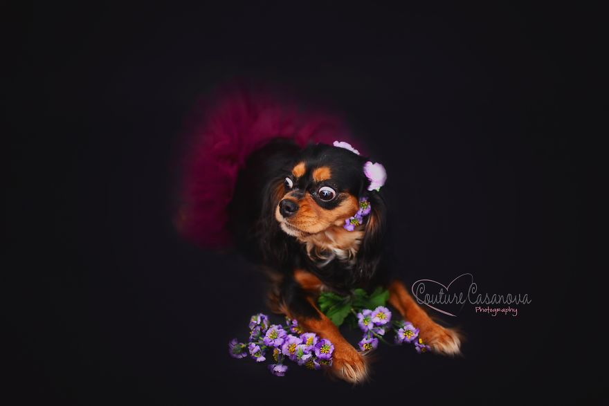 Pregnant Dog Brings Beyonce Level Maternity Photo Shoot To Life.