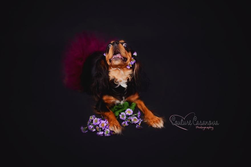 Pregnant Dog Brings Beyonce Level Maternity Photo Shoot To Life. Pregnant Dog Brings Beyonce Level Maternity Photo Shoot To Life.