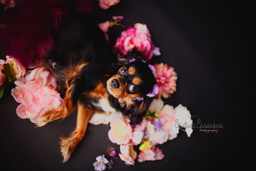 Pregnant Dog Brings Beyonce Level Maternity Photo Shoot To Life. Pregnant Dog Brings Beyonce Level Maternity Photo Shoot To Life.