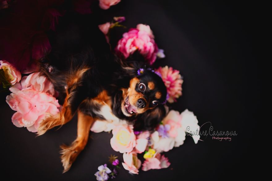 Pregnant Dog Brings Beyonce Level Maternity Photo Shoot To Life. Pregnant Dog Brings Beyonce Level Maternity Photo Shoot To Life.