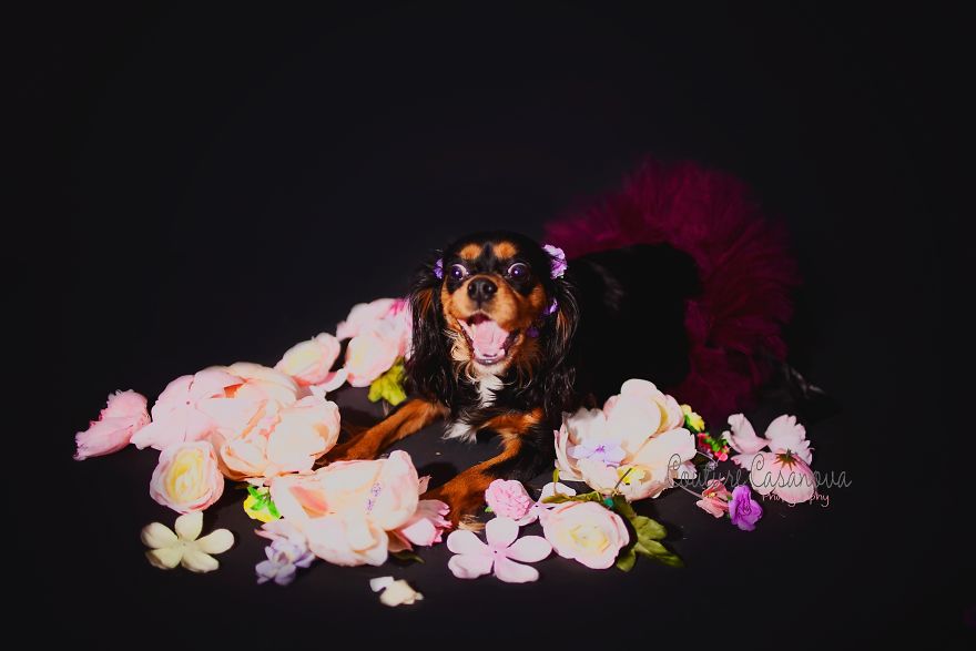 Pregnant Dog Brings Beyonce Level Maternity Photo Shoot To Life.