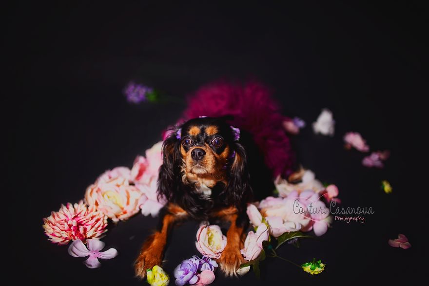 Pregnant Dog Brings Beyonce Level Maternity Photo Shoot To Life.