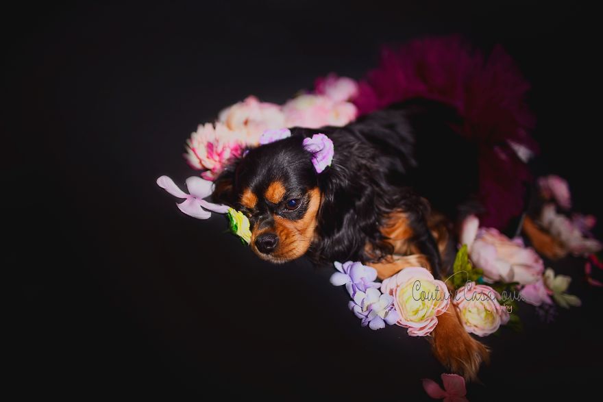 Pregnant Dog Brings Beyonce Level Maternity Photo Shoot To Life. Pregnant Dog Brings Beyonce Level Maternity Photo Shoot To Life.