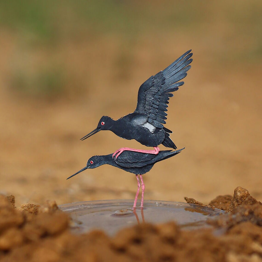 Black Stilt