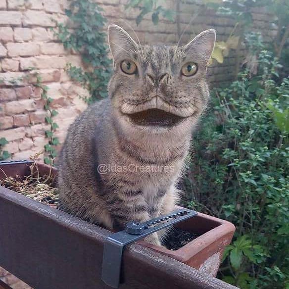 At The Request Of The Owners, Girl Turns Pets Into Monsters In Photoshop And The Result Will Give You Nightmares, Or, Make You Laugh