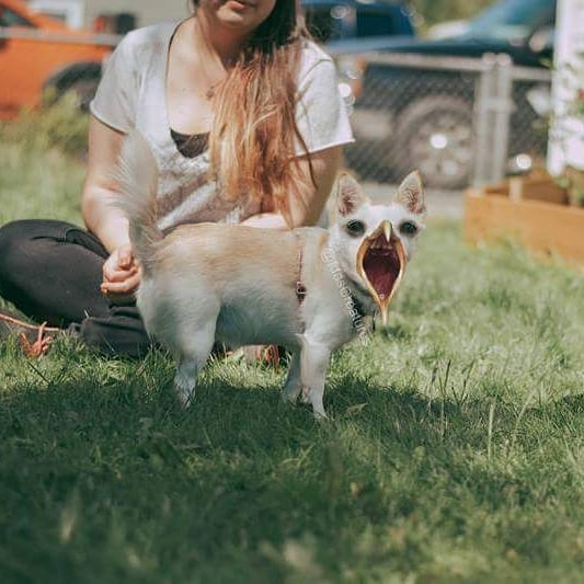 At The Request Of The Owners, Girl Turns Pets Into Monsters In Photoshop And The Result Will Give You Nightmares, Or, Make You Laugh