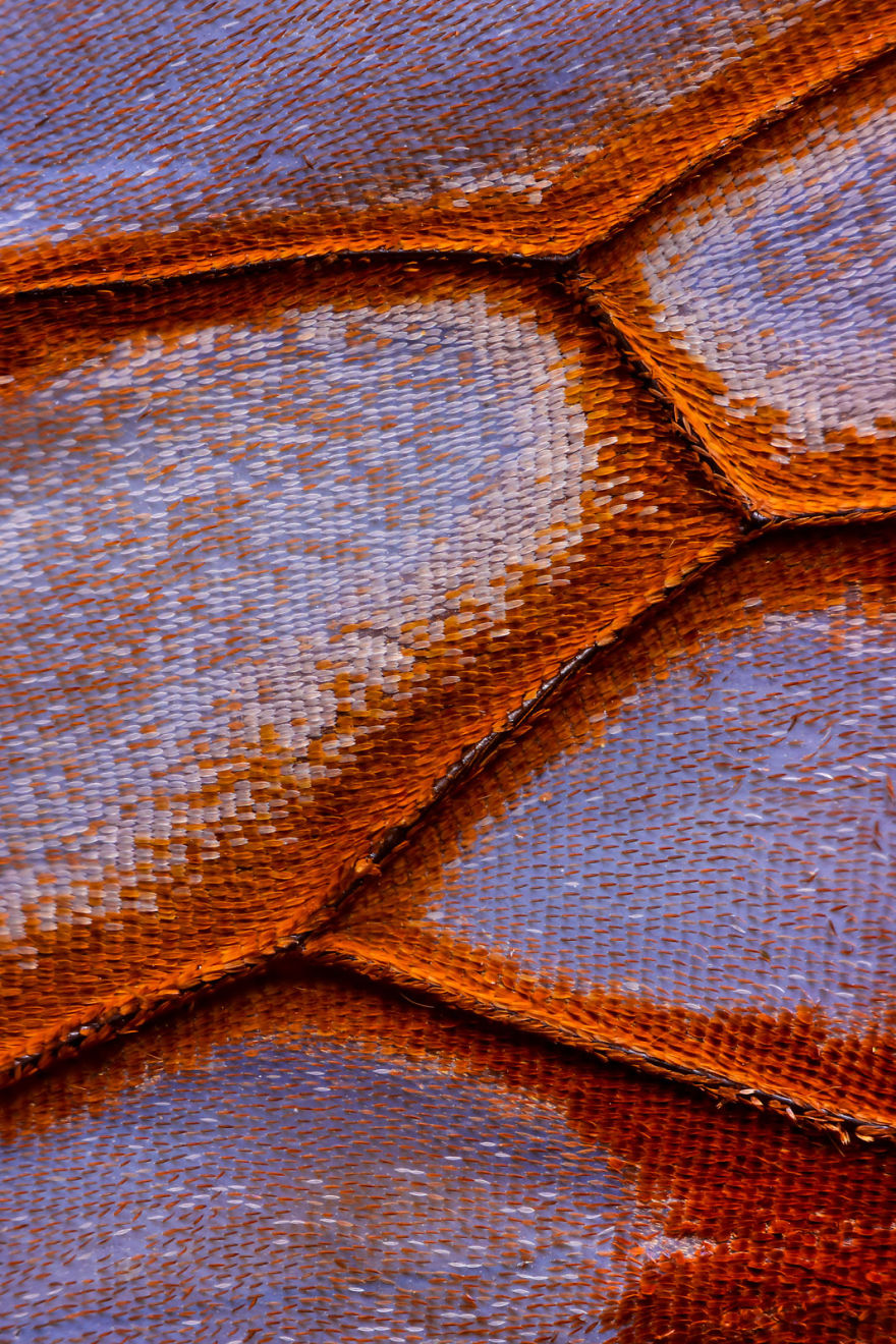 I Combine Thousands Of Photos To Create One Image Of A Butterfly Wing