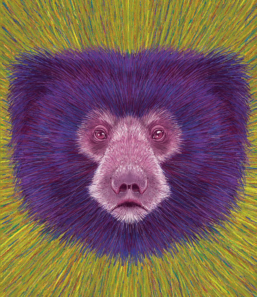 Sloth Bear
