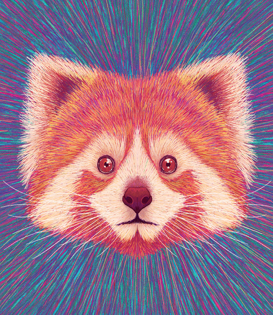 Red Panda