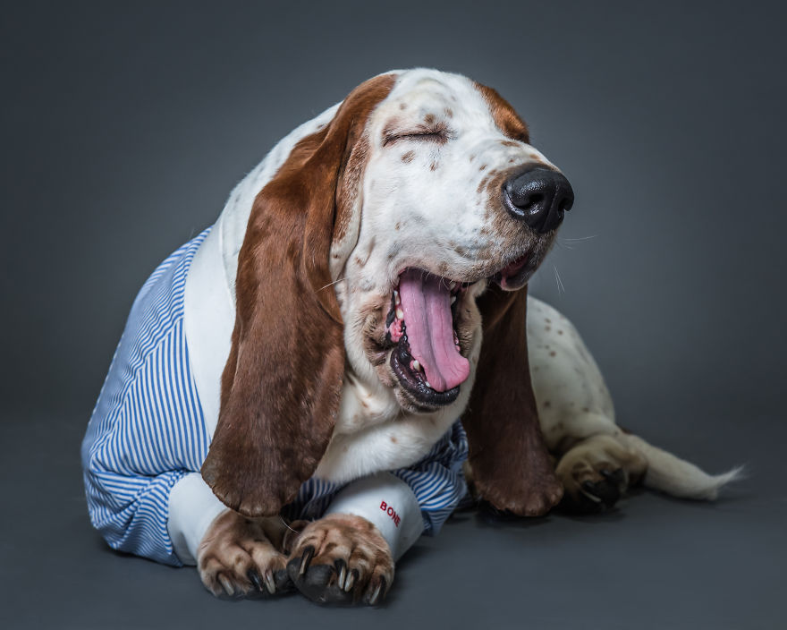 Woof Of Wall Street: Savile Row Company Made Shirts For Dogs! Woof Of Wall Street: Savile Row Company Made Shirts For Dogs!