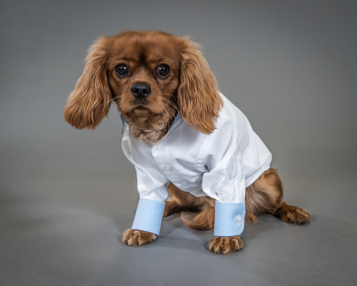 Woof Of Wall Street: Savile Row Company Made Shirts For Dogs!