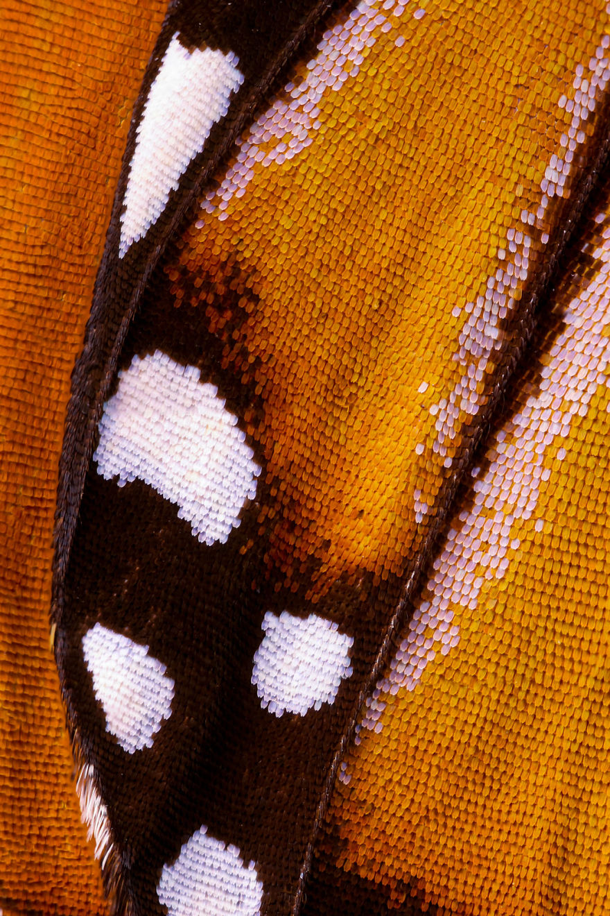 I Combine Thousands Of Photos To Create One Image Of A Butterfly Wing