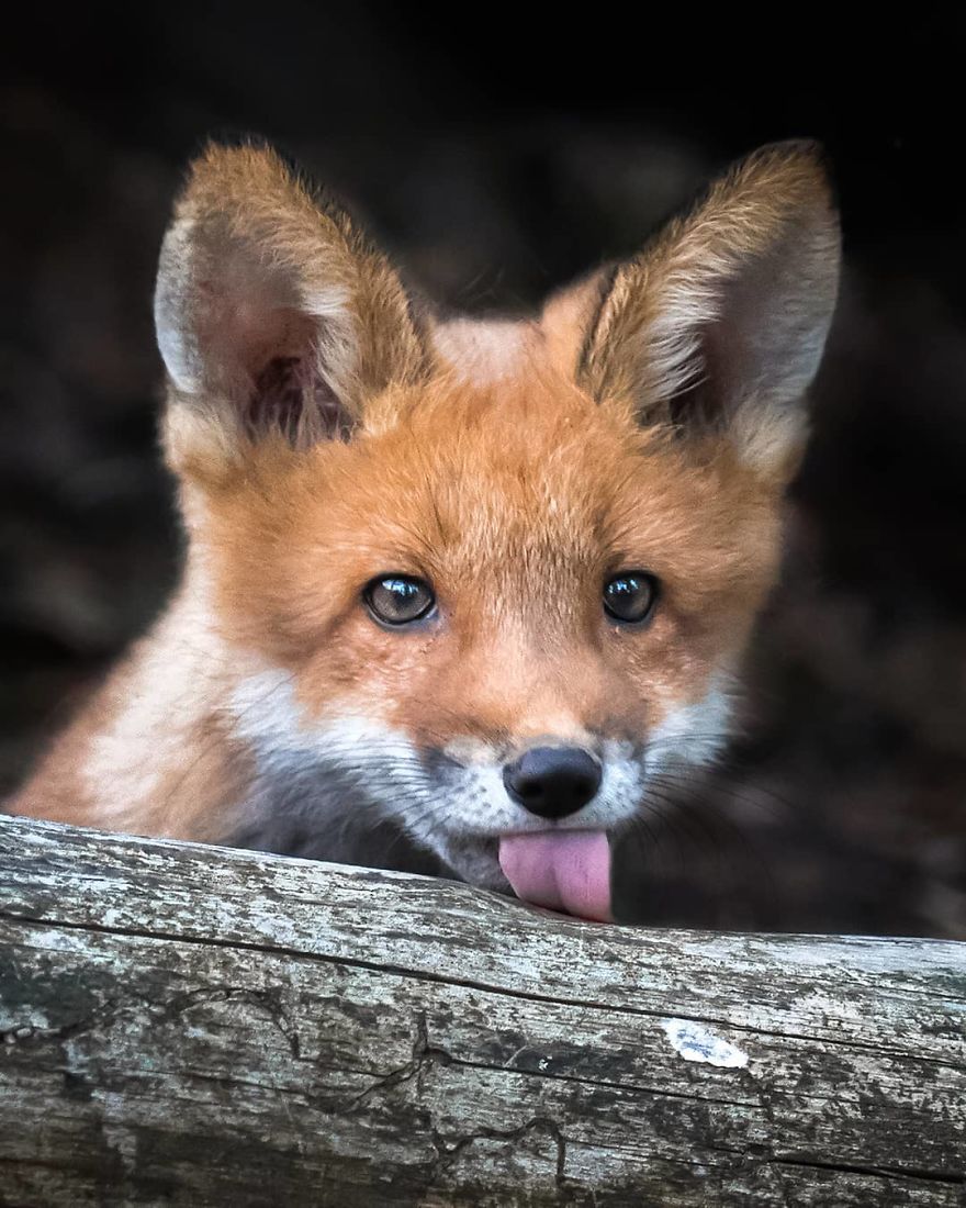 Finnish Photographer Proves Fairy Forests Are Real In Finland