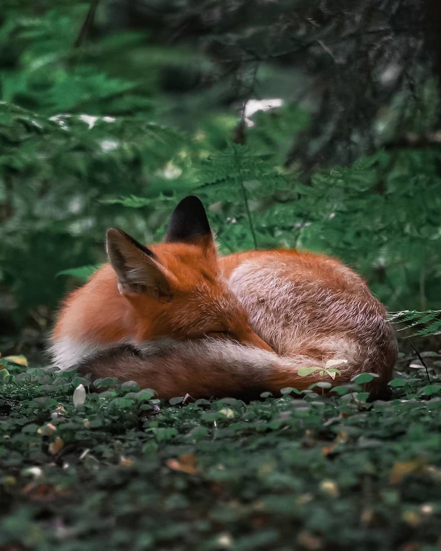 Finnish Photographer Proves Fairy Forests Are Real In Finland