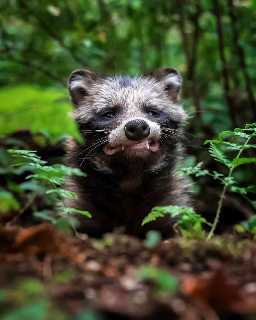 Finnish Photographer Proves Fairy Forests Are Real In Finland