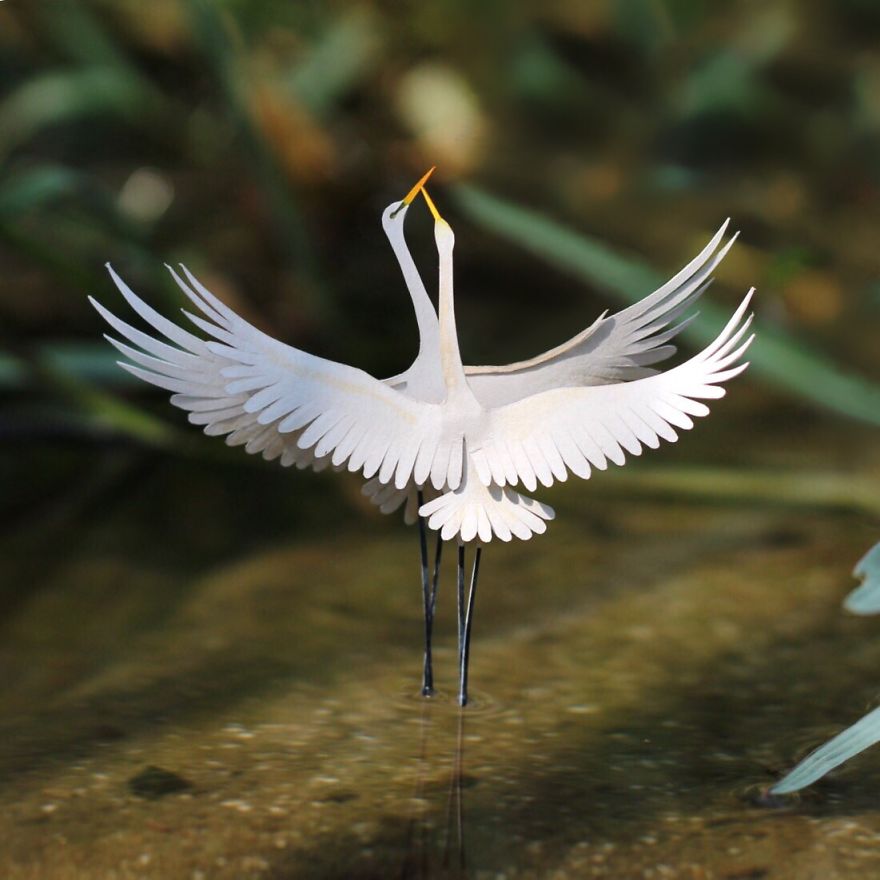 Great Egrets