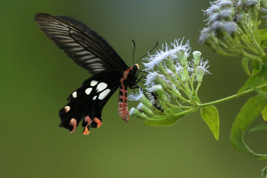 I Have Done A Research On Exotic Andaman Islands Where Sentinel Is Located