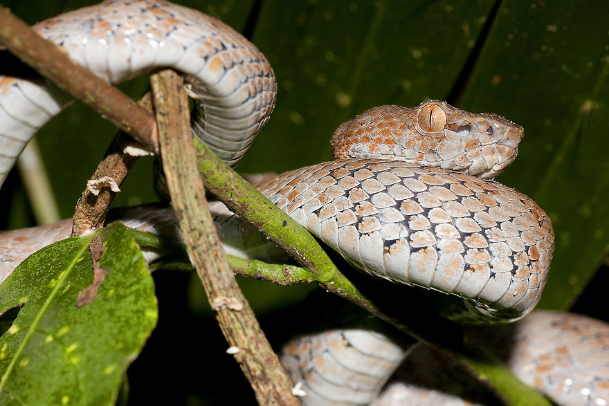 I Have Done A Research On Exotic Andaman Islands Where Sentinel Is Located