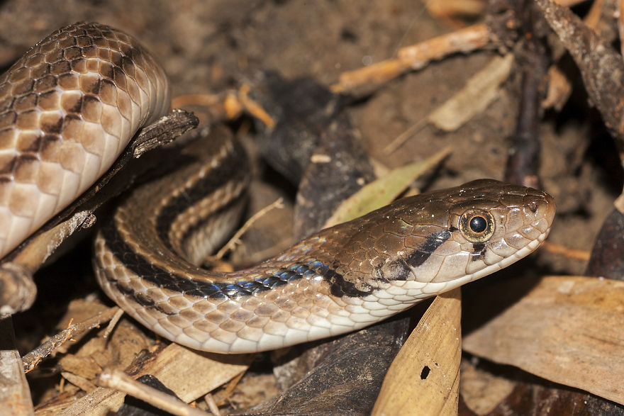 I Have Done A Research On Exotic Andaman Islands Where Sentinel Is Located