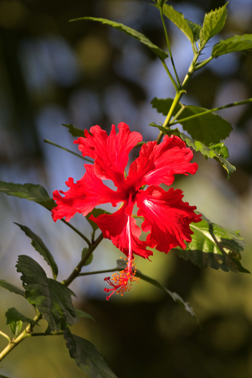 I Have Done A Research On Exotic Andaman Islands Where Sentinel Is Located