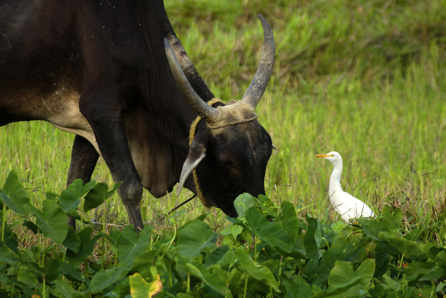 I Have Done A Research On Exotic Andaman Islands Where Sentinel Is Located