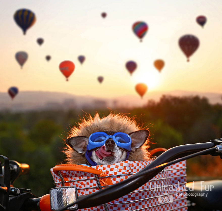 Dainichi - 11 Years Old