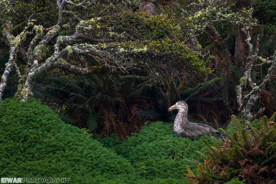 I Went To The Southern Ocean And Observed Penguins And Albatrosses.