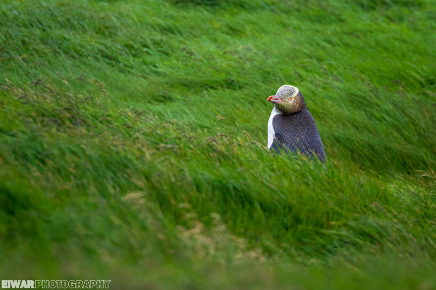 I Went To The Southern Ocean And Observed Penguins And Albatrosses.