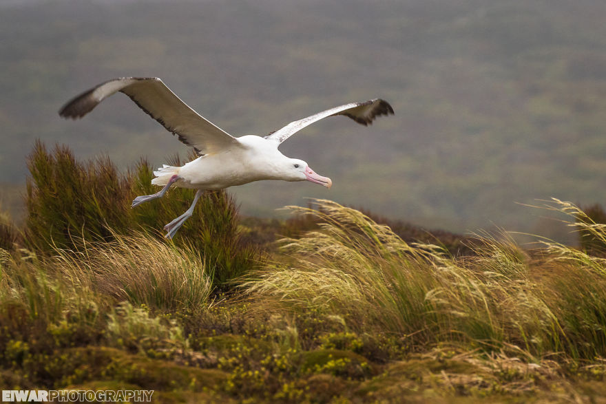 I Went To The Southern Ocean And Observed Penguins And Albatrosses.