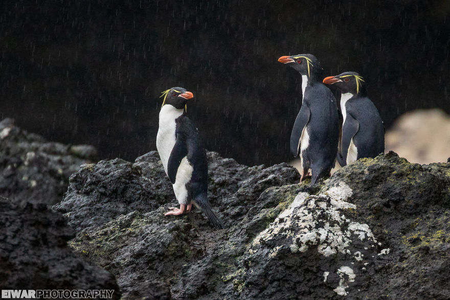 I Went To The Southern Ocean And Observed Penguins And Albatrosses.